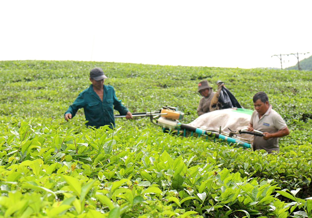 Phát triển bền vững thương hiệu chè Phú Thọ