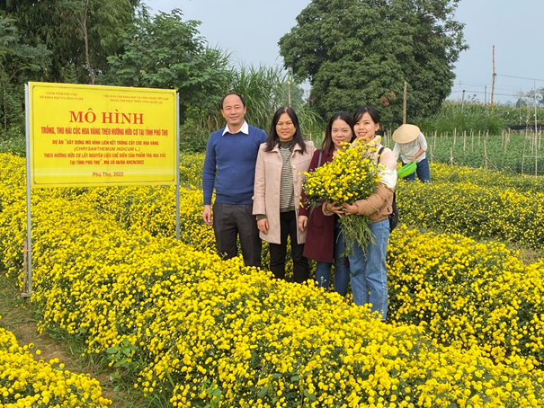 Hiệu quả của mô hình trồng cây Cúc hoa vàng theo hướng hữu cơ tại tỉnh Phú Thọ
