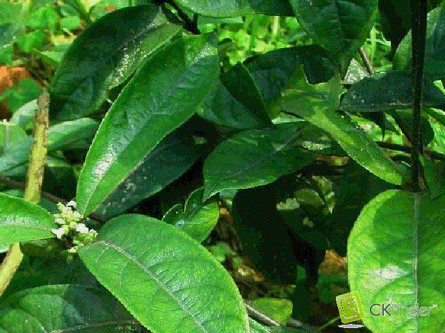 Khai thác và phát triển nguồn gen cây ba kích làm nguyên liệu sản xuất thuốc