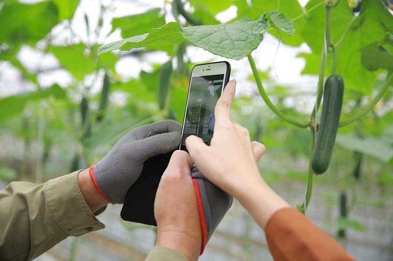 Thúc đẩy số hóa nhằm truy xuất nguồn gốc thực phẩm