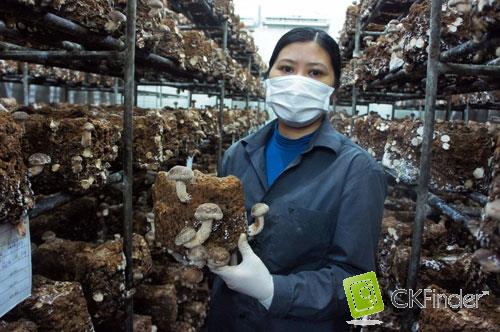 Đẩy mạnh ứng dụng, chuyển giao khoa học công nghệ trong sản xuất nông nghiệp