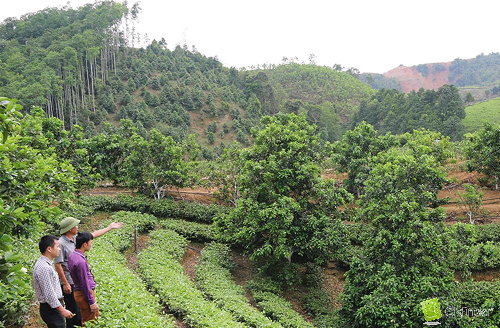 Đầu tư ứng dụng khoa học công nghệ trong lĩnh vực sản xuất nông, lâm nghiệp