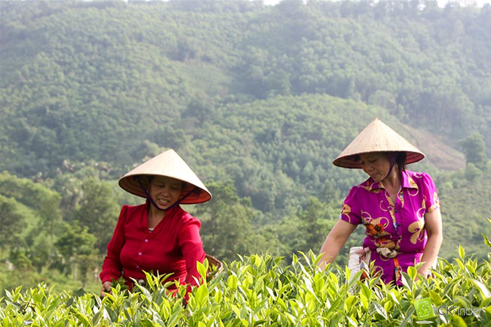 Đảm bảo an toàn thực phẩm trong sản xuất, chế biến chè