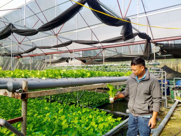 Anh Đinh Quang Tiệp: Khởi nghiệp làm giàu từ mô hình trồng rau thủy canh kết hợp nuôi cá