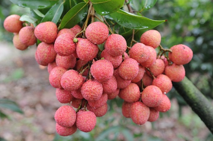 10 điểm mới của Luật Sở hữu trí tuệ giúp 'thúc đẩy sáng tạo'