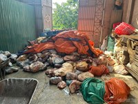 Phát hiện gần 5 tấn thịt lợn bốc mùi, không rõ nguồn gốc