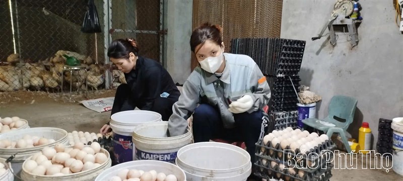 Phát triển chăn nuôi gia cầm theo hướng tập trung, áp dụng khoa học công nghệ