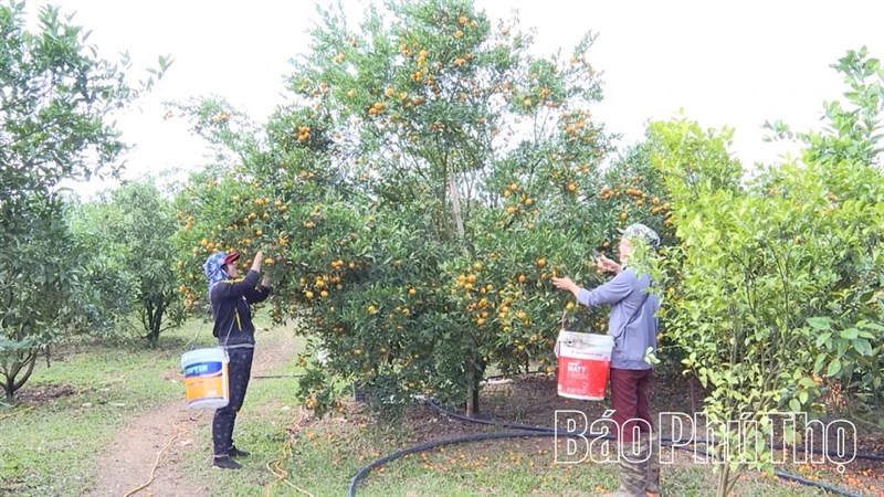 “Số hóa” đặc sản Lai Đồng