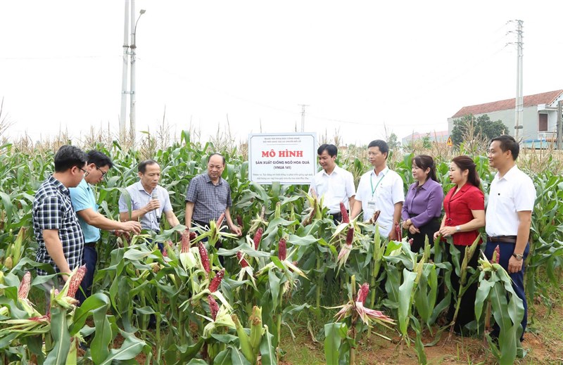 Giới thiệu mô hình sản xuất ngô hoa quả (VNUA 141)