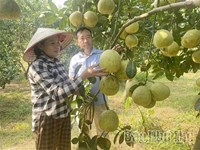 Toàn tỉnh có trên 3,1 nghìn ha bưởi sản xuất theo hướng an toàn