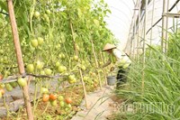 Đẩy mạnh chuyển đổi số, tạo đột phá cho nông nghiệp