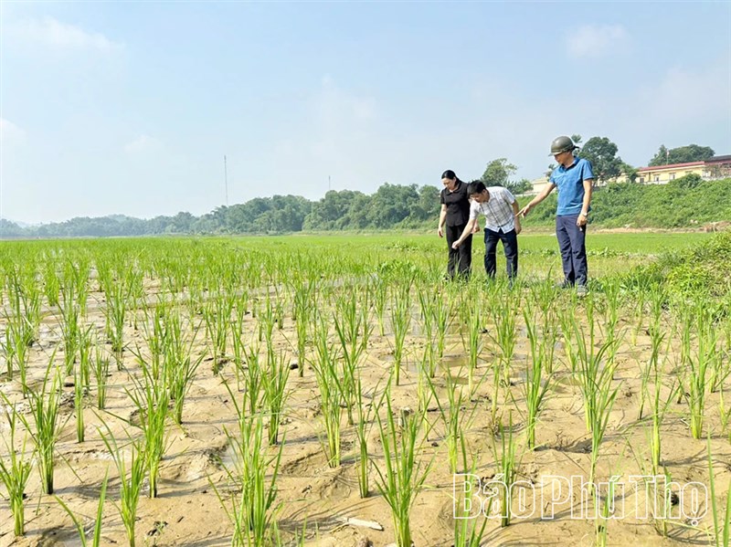 Phục tráng giống lúa nếp Gà Gáy ở Sơn Lương