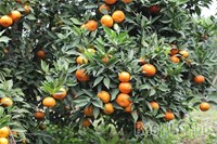 Chuyển đổi sản xuất mở hướng thoát nghèo ở xã Thu Cúc