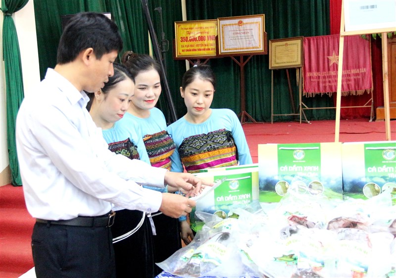 Cá dầm xanh xã Mai Hạ: sản vật từ núi “bơi” ra thị trường lớn