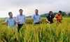 Phú Thọ bảo tồn và phát huy giá trị giống lúa nếp đặc sản Gà gáy, Quạ đen