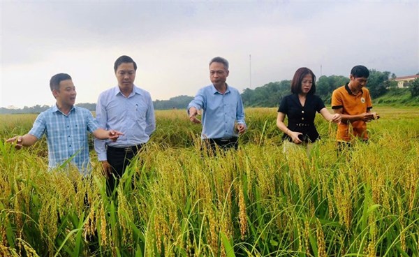 Phú Thọ bảo tồn và phát huy giá trị giống lúa nếp đặc sản Gà gáy, Quạ đen