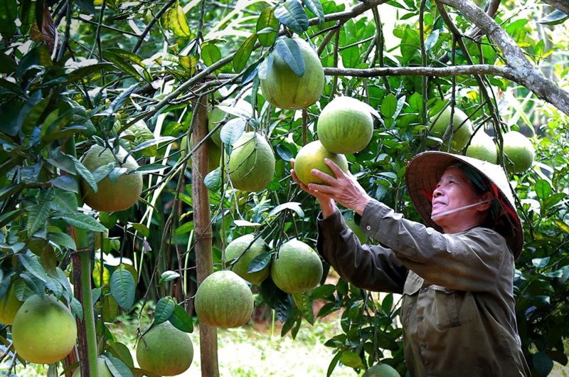 Ứng dụng, chuyển giao tiến bộ khoa học - công nghệ: Động lực thúc đẩy nông nghiệp Phú Thọ phát triển bền vững