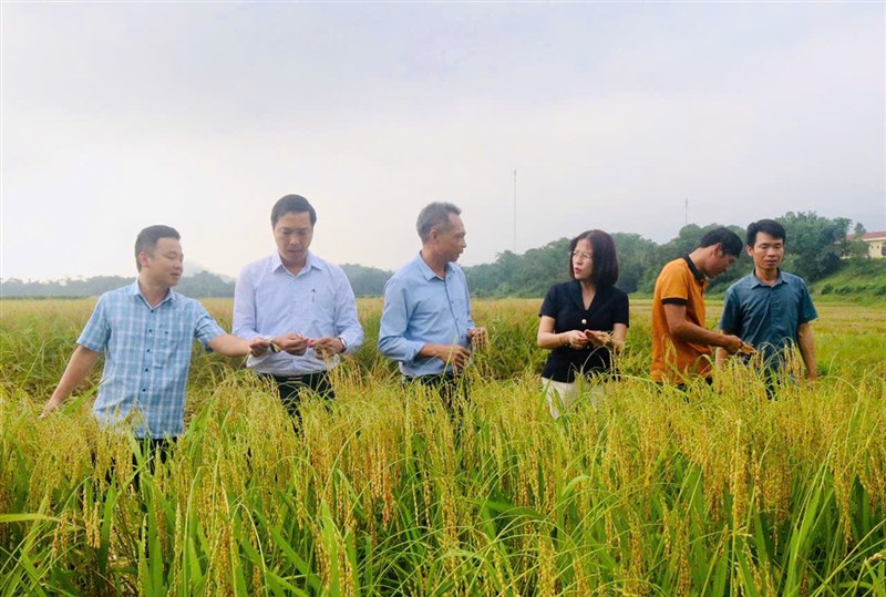 Kiểm tra mô hình thâm canh đề tài nghiên cứu khoa học “Nghiên cứu phục tráng giống lúa nếp Gà gáy và nếp Quạ đen của tỉnh Phú Thọ”