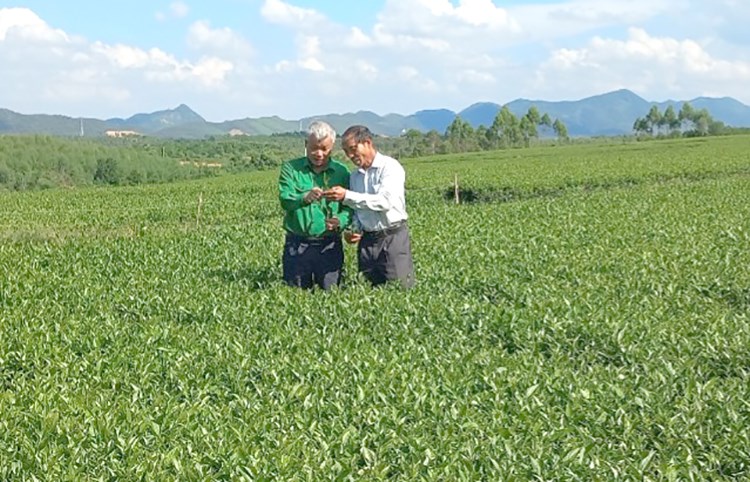 Nâng cao thương hiệu chè Phú Thọ