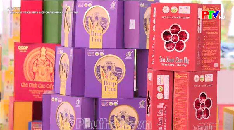 5 năm phát triển nhãn hiệu chứng nhận chè Phú Thọ