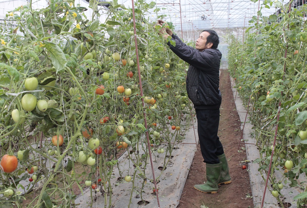 Ứng dụng công nghệ cao vào sản xuất nông nghiệp