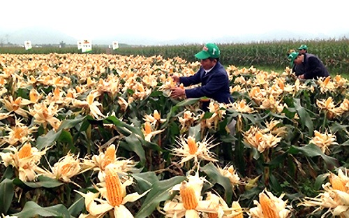  Nắm bắt và kiểm soát các công nghệ biến đổi gen hữu ích