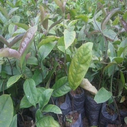 Biện pháp mới ngăn ngừa gan nhiễm mỡ