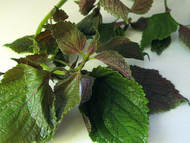 Công dụng chữa bệnh tuyệt vời của cây tía tô