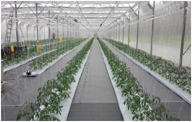 Ứng dụng khoa học công nghệ, nâng cao giá trị nông sản sau thu hoạch