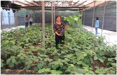 Nhân giống vô tính Huyết rồng lào