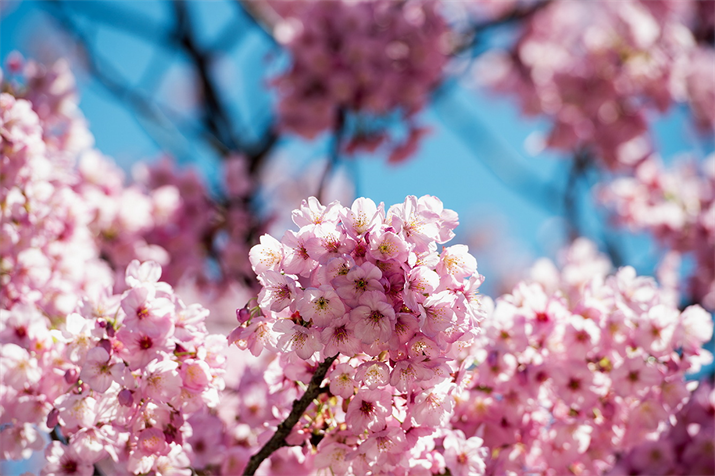 Lễ hội Hoa Anh đào Nhật Bản 2015 diễn ra tại Hà Nội