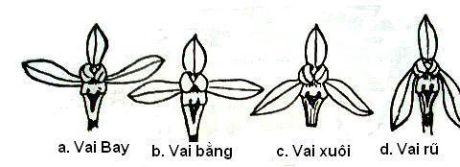 Khai thác và phát triển nguồn gen lan kiếm