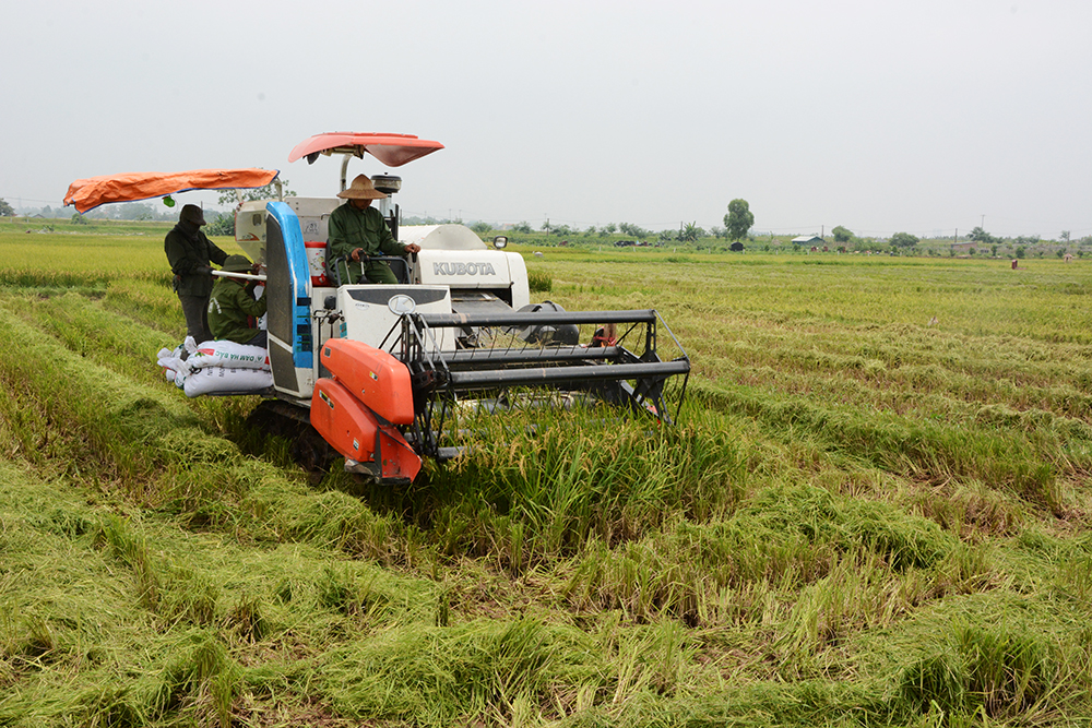 Chính sách hỗ trợ phát triển nông nghiệp góp phần nâng cao hiệu quả sản xuất