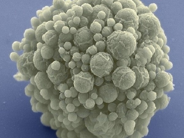 Bộ gen nhân tạo nhỏ nhất có thể giúp giải mã bí ẩn về sự sống