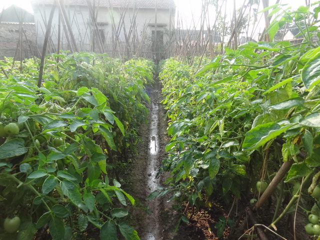 Kết quả mô hình sản xuất rau, quả an toàn trái vụ đạt tiêu chuẩn VietGAP kết hợp trồng hoa chất lượng cao tại thành phố Việt Trì tỉnh Phú Thọ