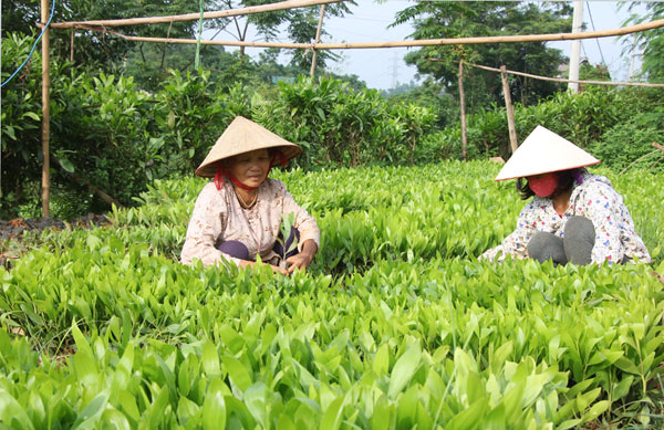 Phát huy hiệu quả từ mô hình hợp tác xã kiểu mới