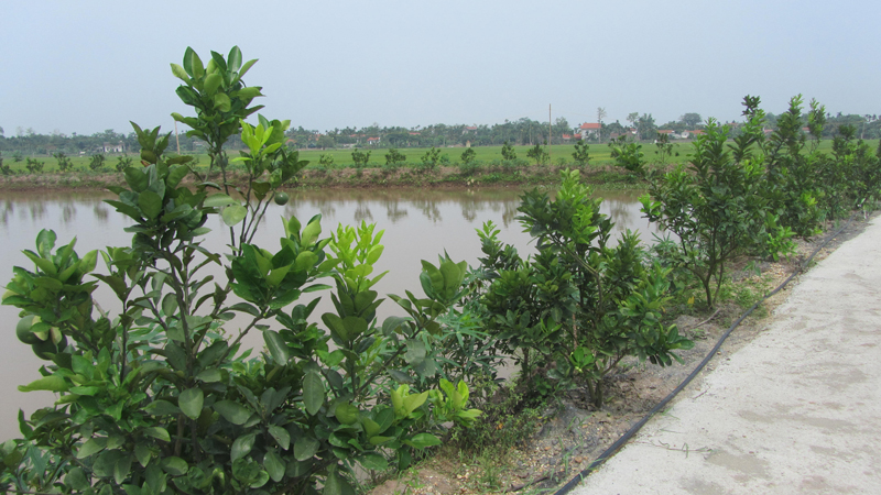 Cây bưởi Diễn trên đất Tam Nông