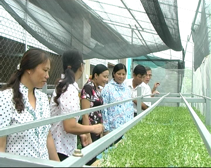 Xây dựng thành công mô hình sản xuất rau mầm an toàn trên giá thể hữu cơ tại xã Sông Lô, thành phố Việt Trì