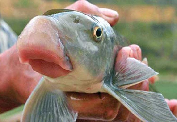 Xây dựng mô hình ứng dụng công nghệ sản xuất và nuôi thương phẩm cá Lăng chấm, cá Anh Vũ tại tỉnh Phú Thọ