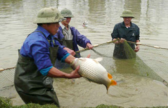 Phát triển công nghệ nuôi cá chép, rô phi chất lượng cao