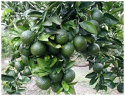 Nghiên cứu tuyển chọn và phát triển giống cam, quýt không hạt ở phía Bắc