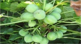 Xử lý đất bị ô nhiễm rác thải sinh hoạt bằng cây dầu mè