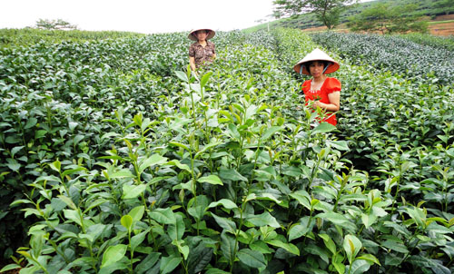 Kết quả chọn tạo giống chè PH8, PH9: Mở ra triển vọng mới cho ngành chè