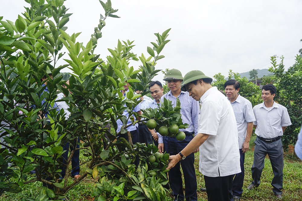 Kiểm tra tiến độ thực hiện xây dựng chuỗi cung cấp thực phẩm nông, lâm, thủy sản an toàn