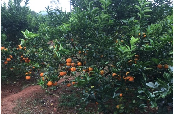 Diễn đàn quốc tế về nông nghiệp hữu cơ