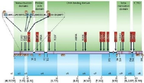 Đánh giá đặc điểm di truyền gen của người Việt Nam