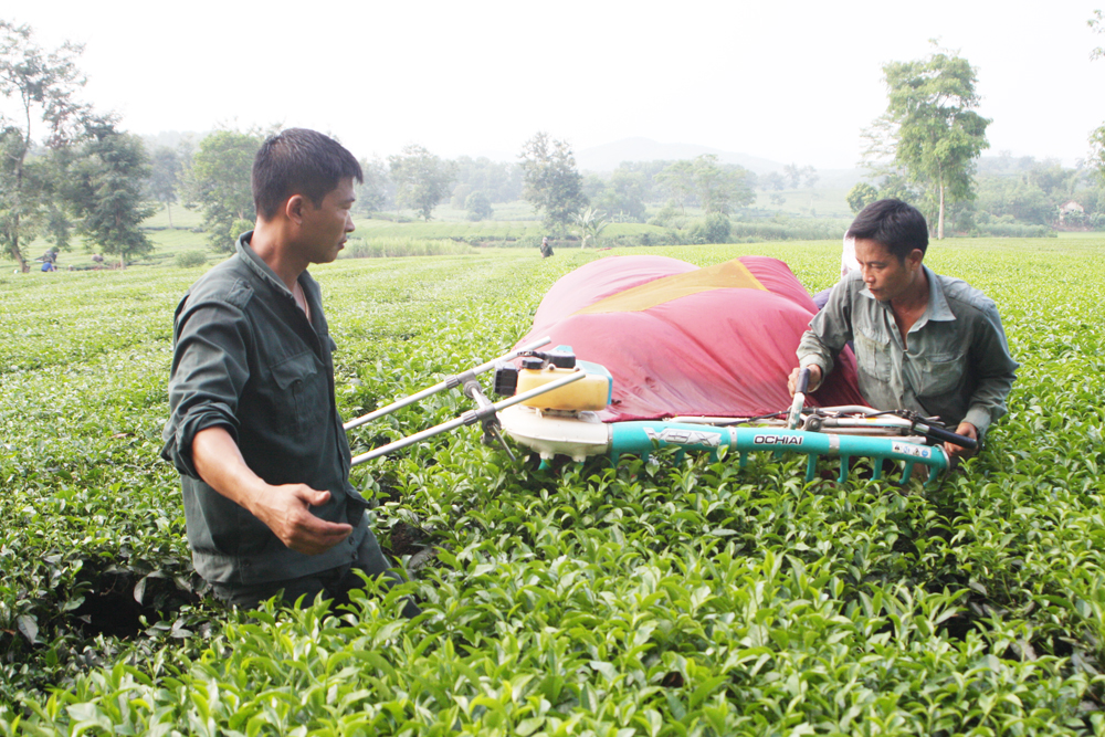 Hợp tác xã kiểu mới góp phần gắn sản xuất với tiêu thụ nông sản