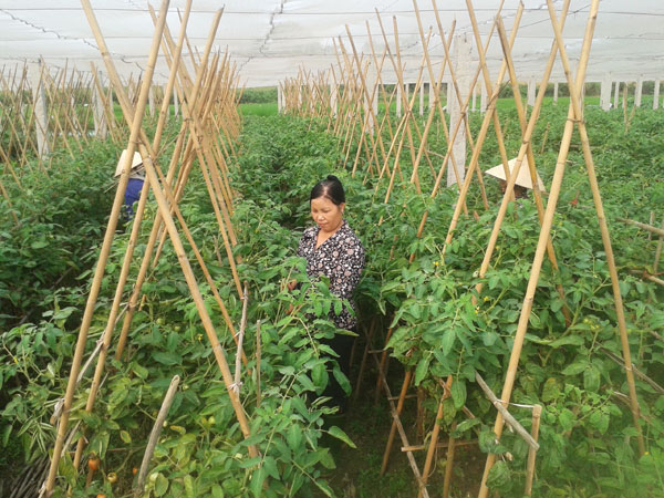 Hiệu quả từ những hợp tác xã kiểu mới