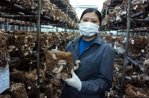 Đẩy mạnh ứng dụng, chuyển giao khoa học công nghệ trong sản xuất nông nghiệp