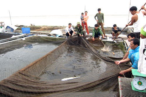 Phát triển ngành Thủy sản theo hướng bền vững